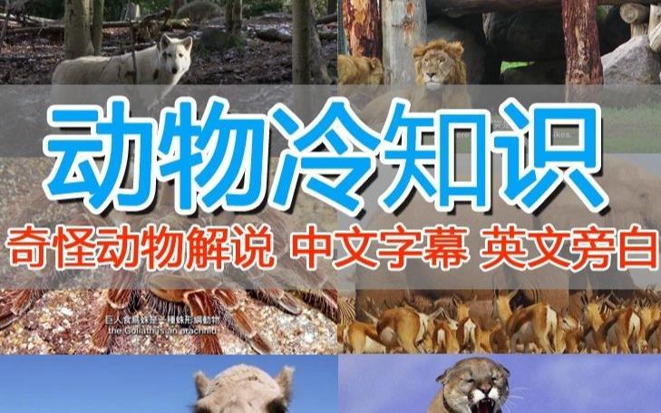 外面卖1699的国外纪录片解说（动物解说、美食、动画片）稳过中视频-火山资源库